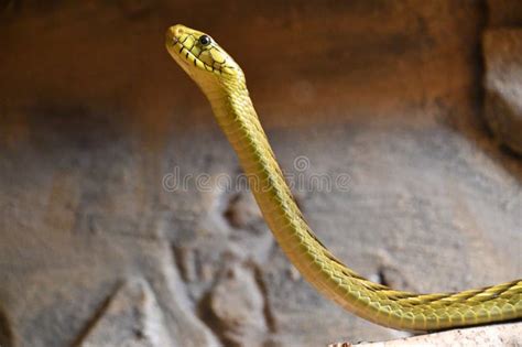 A Snake in its Habitat stock image. Image of crocodile - 273073771