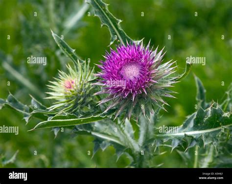 The Scottish Thistle Hi Res Stock Photography And Images Alamy