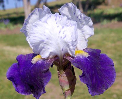 Night Edition Tall Bearded Iris Nola S Iris Gardens