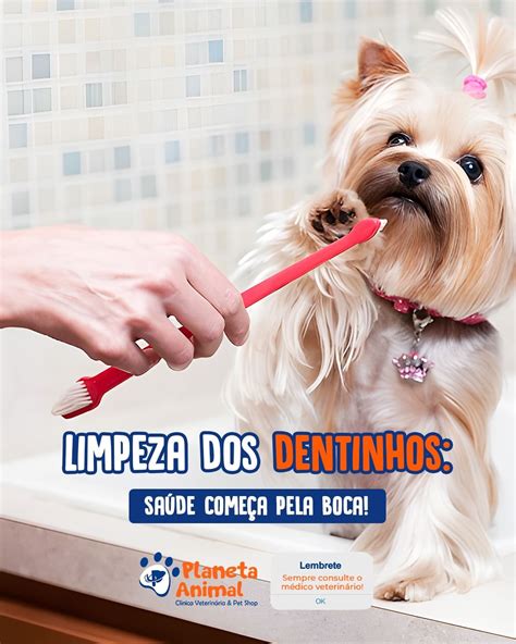 Limpeza Bucal do seu Cachorro Porque é importante Planeta Animal