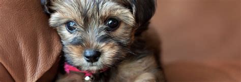 Shorkie Precious Pocket Pups