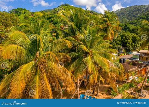 Palm Trees On A Sunny Day Stock Image Image Of Background