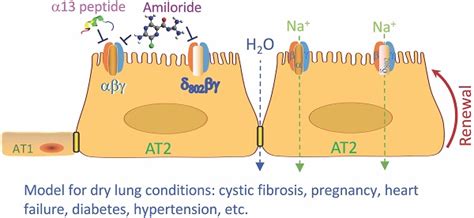 Proliferative Regulation Of Alveolar Epithelial Type 2 Progenitor Cells