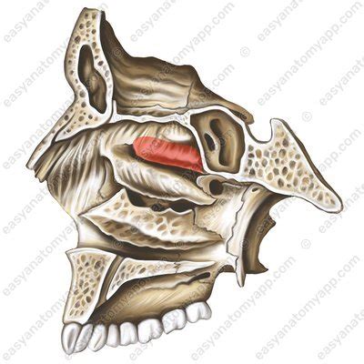 Nasal cavity – Easy Anatomy 3D