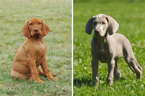 Hungarian Vizsla vs Weimaraner - Breeds Compared | It's A Vizsla