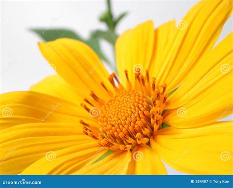 Yellow Flower Stock Image Image Of Yellow Gardening Beauty 534487