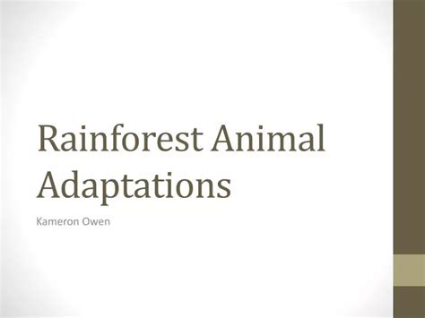 PPT - Rainforest Animal Adaptations PowerPoint Presentation, free download - ID:2657042