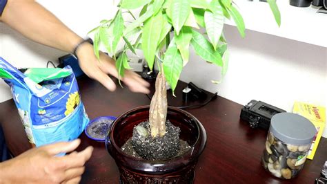 My Money Tree Plant Re Potting Pruning And Transplant Youtube