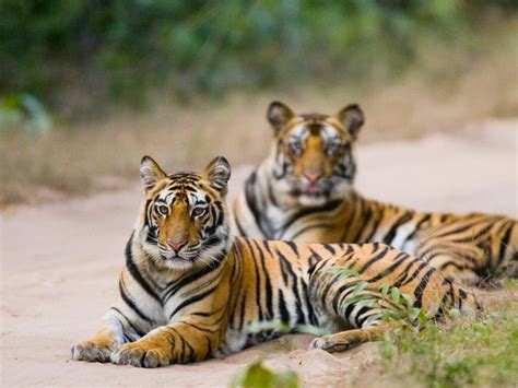 Bandhavgarh National Park Tiger Safari Holidays Steppes