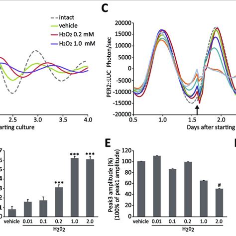 H O Treatment Induced Dose Dependent Phase Changes In The Per Luc