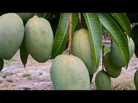 Mango Season Expectations At Our Farm In Sarasota Florida Youtube