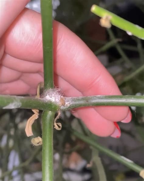 All About Mealybugs — Plant Savvy