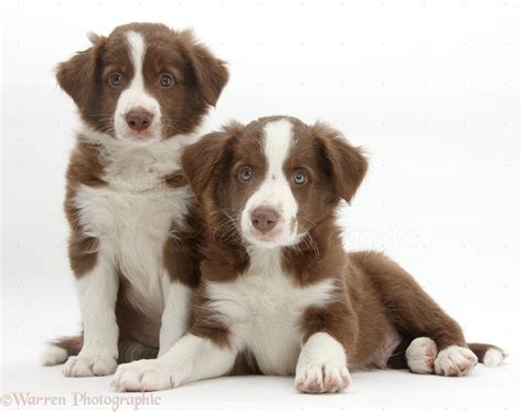 Dogs Two Cute Chocolate Border Collie Puppies Photo Wp40793