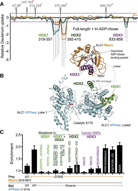 A Poly ADP Ribose Trigger Releases The Auto Inhibition Of A Chromatin