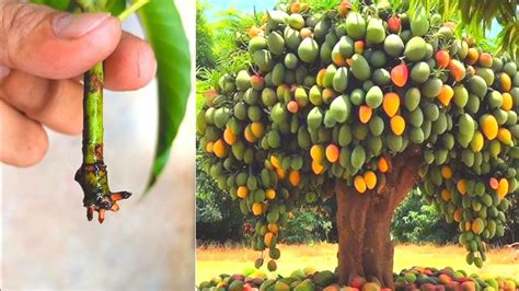 Best Skill Propagate Mango Tree Using Natural Hormone With Quick Easy