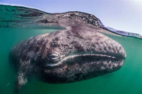 Whale that travelled halfway around the world sets migration record | New Scientist