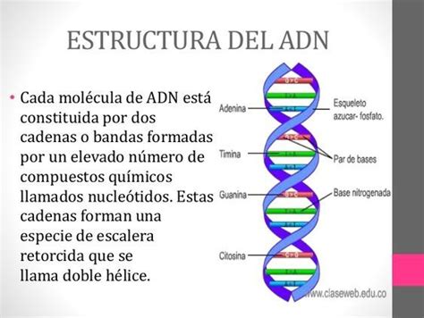 Estructura Y Funcion Del Adn Molecula Del Adn Adn Apuntes De Clase