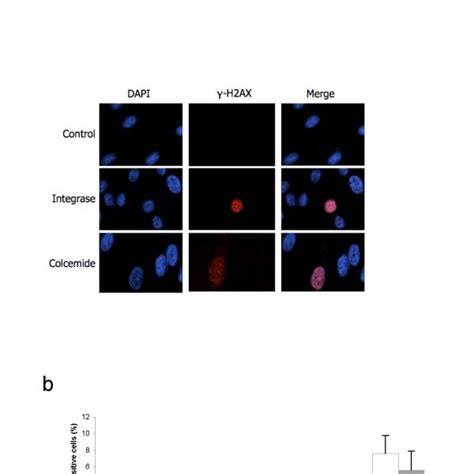 Analysis Of H2ax Phosphorylation A Immunofluorescence Analysis Of Download Scientific Diagram