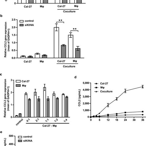 Blockade Of Kif4A Ablates The Significant Expression Of CCL2 A