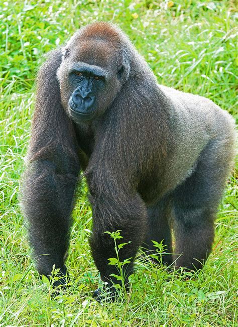 Western Lowland Gorilla Female Photograph By Millard H Sharp Pixels