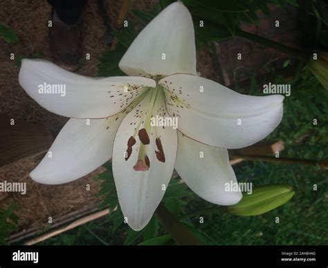 Lily lilium eyeliner hi-res stock photography and images - Alamy