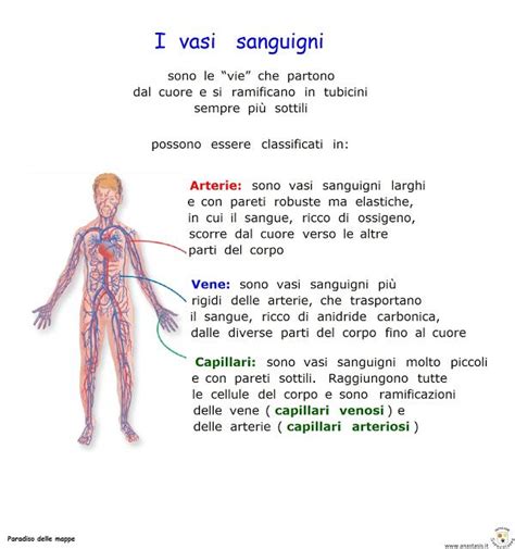 Paradiso Delle Mappe L Apparato Circolatorio I Vasi Sanguigni