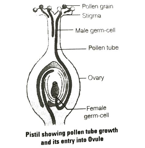 Draw A Labeled Diagram Of A L S Of A Flower To Show The Growth O Bar Graph Definition Science