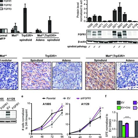 Dual Inhibition Of Met And FGFR Signalling Abrogates Tumoursphere