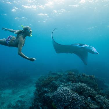 Scuba Diving In Fiji Zublu