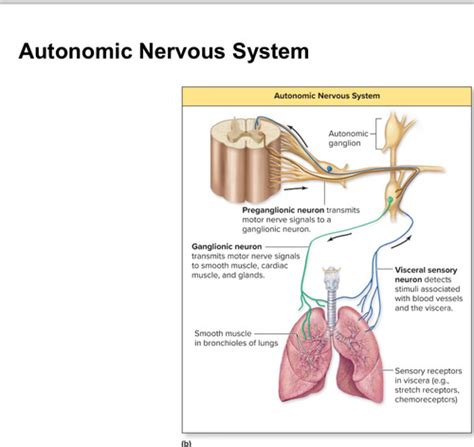 Week 6 Autonomic Nervous System Senses Chapters 15 16 Keywords