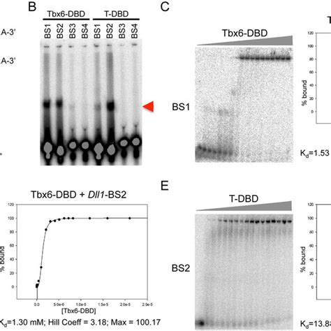 Binding Of Tbx And T Dna Binding Domains To The T Box Binding Sites In