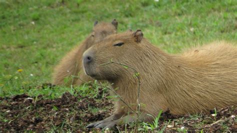 Capybara Fact Sheet Blog Nature Pbs