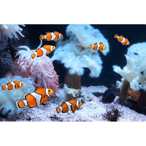 Amphiprion Percula Poisson Clown Du Pacifique M Aquaplante