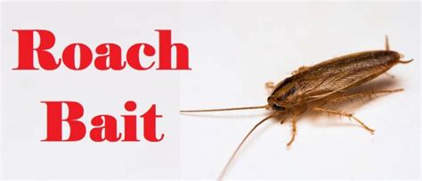 Cockroach Bait and Traps - How Does They Work?