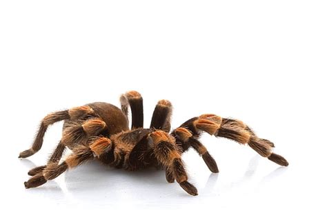 258 Tarantula Photos Pictures And Background Images For Free Download