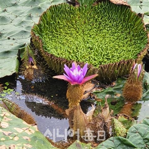 포항 조박저수지에서 멸종위기 희귀식물인 가시연꽃 발견 시니어매일