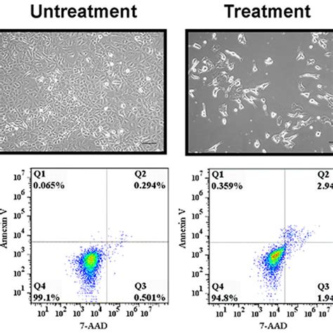 Emt Features Of Putative A549 Stem Cells And A549 Cells A B Western