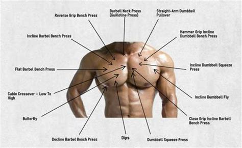 Pectoral Exercises - 3 of the Best Pectoral Exercises That Will Help You Build a Massive Chest ...