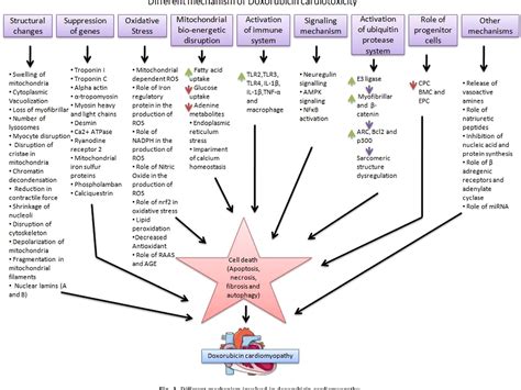 Figure From Molecular Mechanism Of Doxorubicininduced Cardiomyopathy