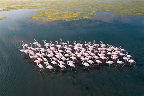 Incredible Aerial Photos Of Flamingo Migration By Raj Mohan Design Swan