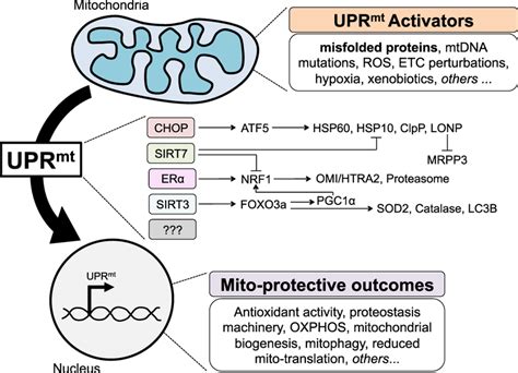 The Mammalian Mitochondrial Unfolded Protein Response Uprmt To Date