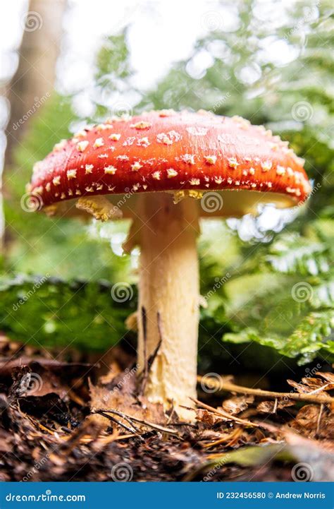 Forest Floor Mushroom Stock Photo Image Of Natural 232456580