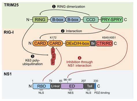 Schematic Representation Of Trim25 Rig I And Ns1 Protein Structures