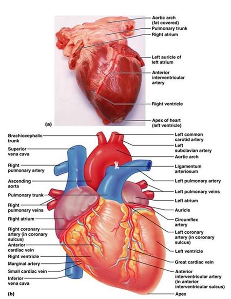 Diagram Of Veins And Arteries Connected To The Heart Cardiov