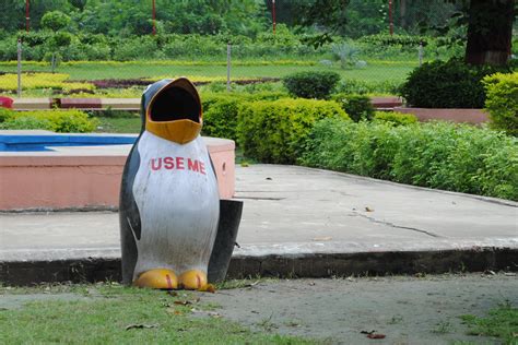 Came Across A Penguin With Low Self Esteem In India Imgur