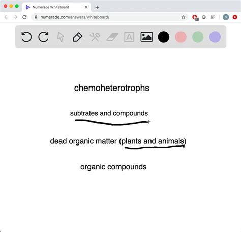 SOLVED:Bacteria that serve as decomposers are . a. photoautotrophs b ...