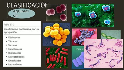 clasificación bacteriana pptx Descarga Gratuita