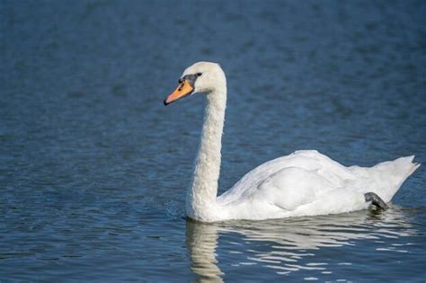 Los Cisnes Blancos Salvajes Nadan En El Agua Del Estanque Foto Premium