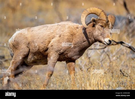 Selective Of A Snow Sheep Ovis Nivicola In A Dry Field Stock Photo