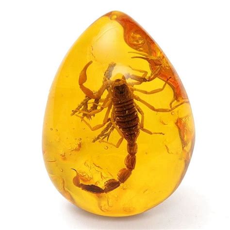 Larvae Fossil Scorpions Inclusion In Natural Baltic Amber Gemstone